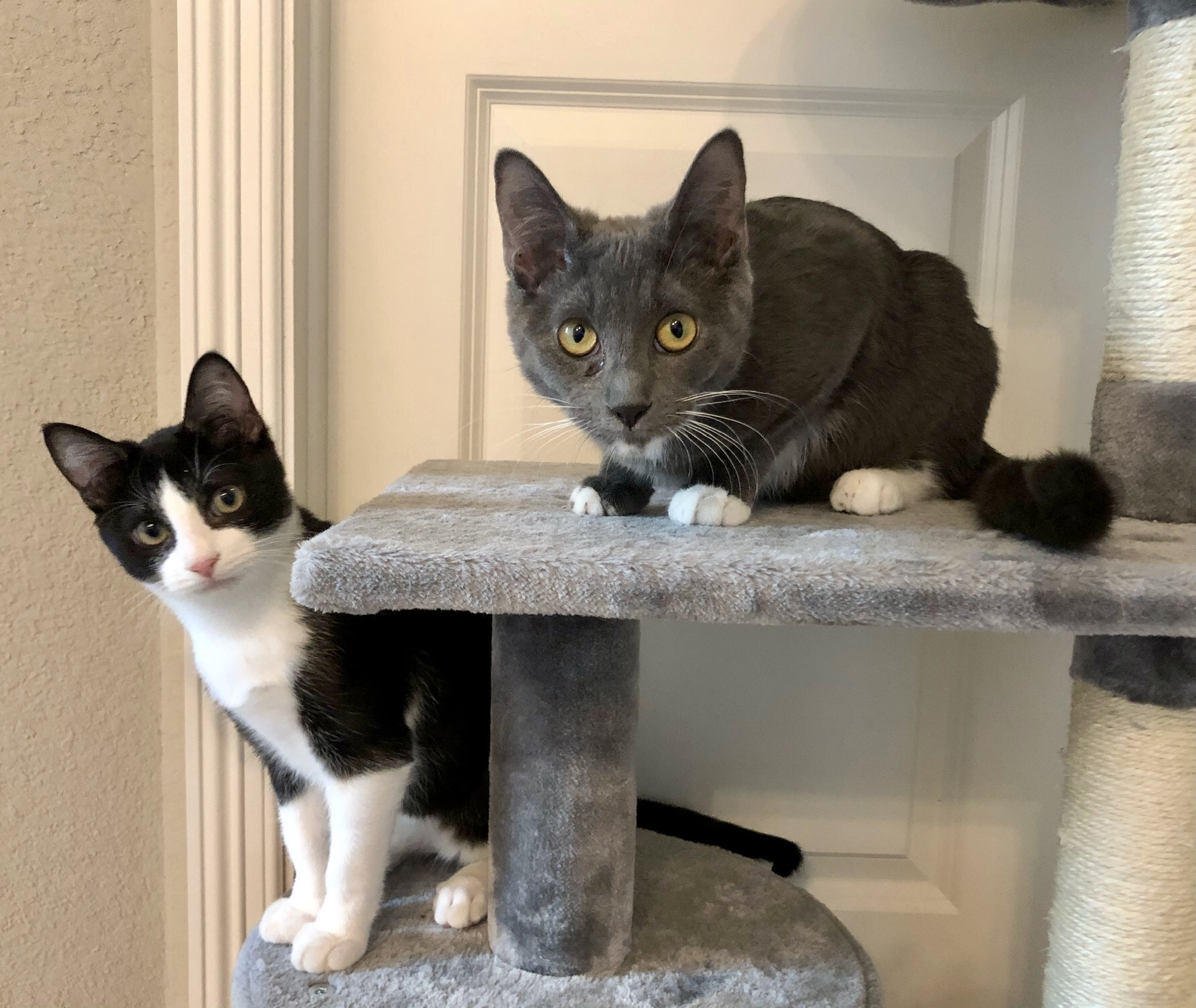 Ringo, an adoptable Domestic Short Hair in Fort Worth, TX, 76121 | Photo Image 4