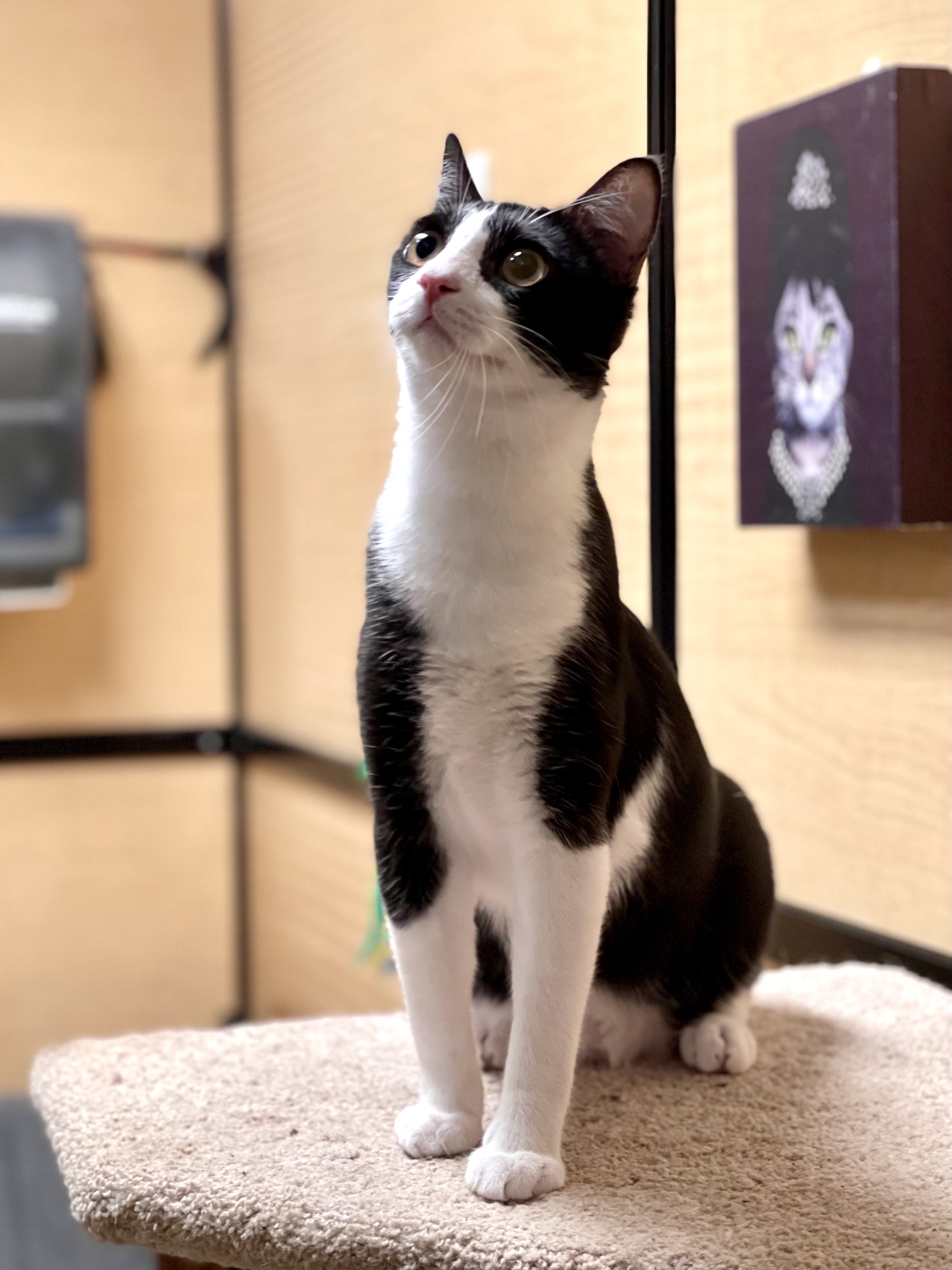 Ringo, an adoptable Domestic Short Hair in Fort Worth, TX, 76121 | Photo Image 1