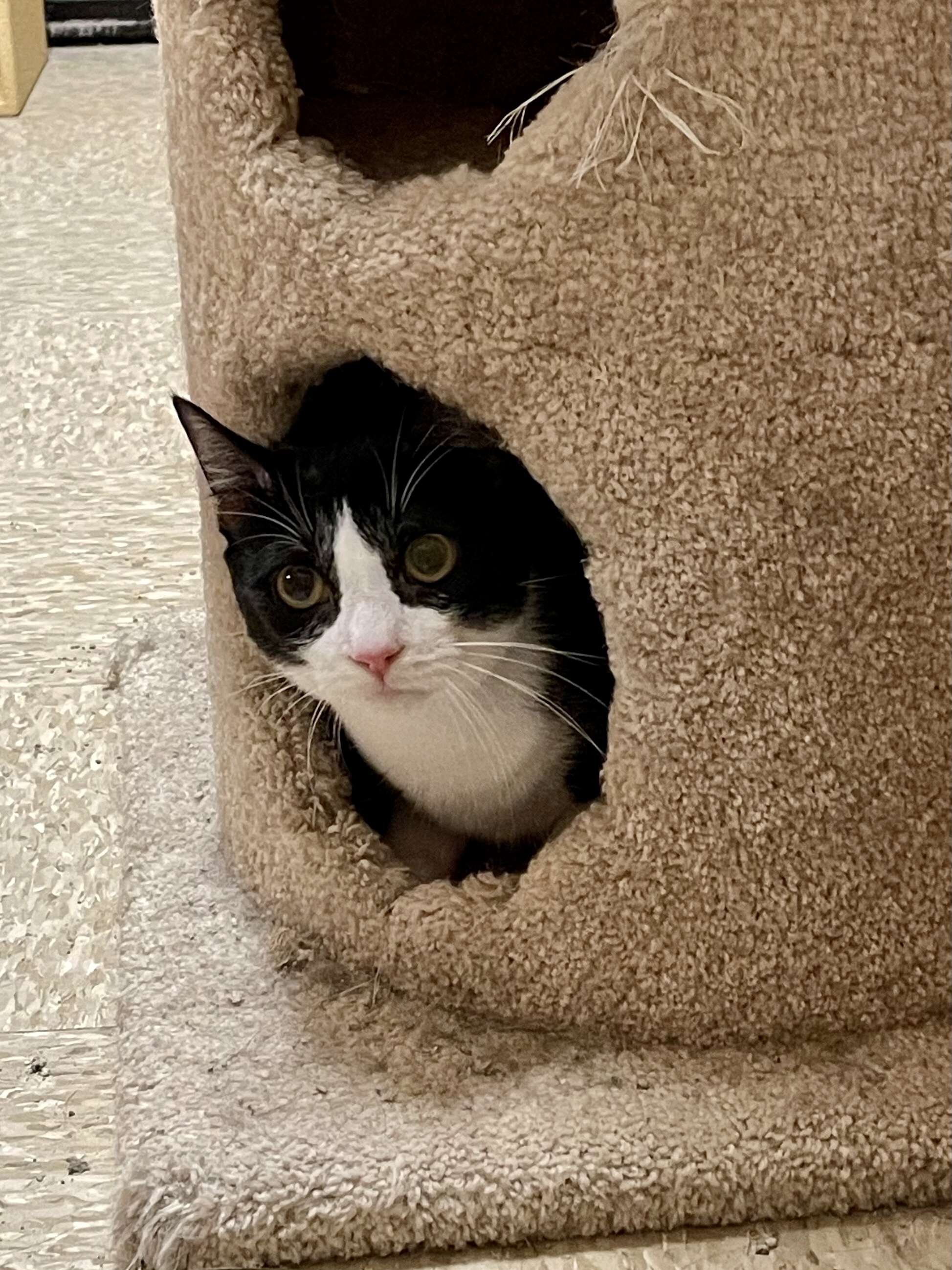 Ringo, an adoptable Domestic Short Hair in Fort Worth, TX, 76121 | Photo Image 5