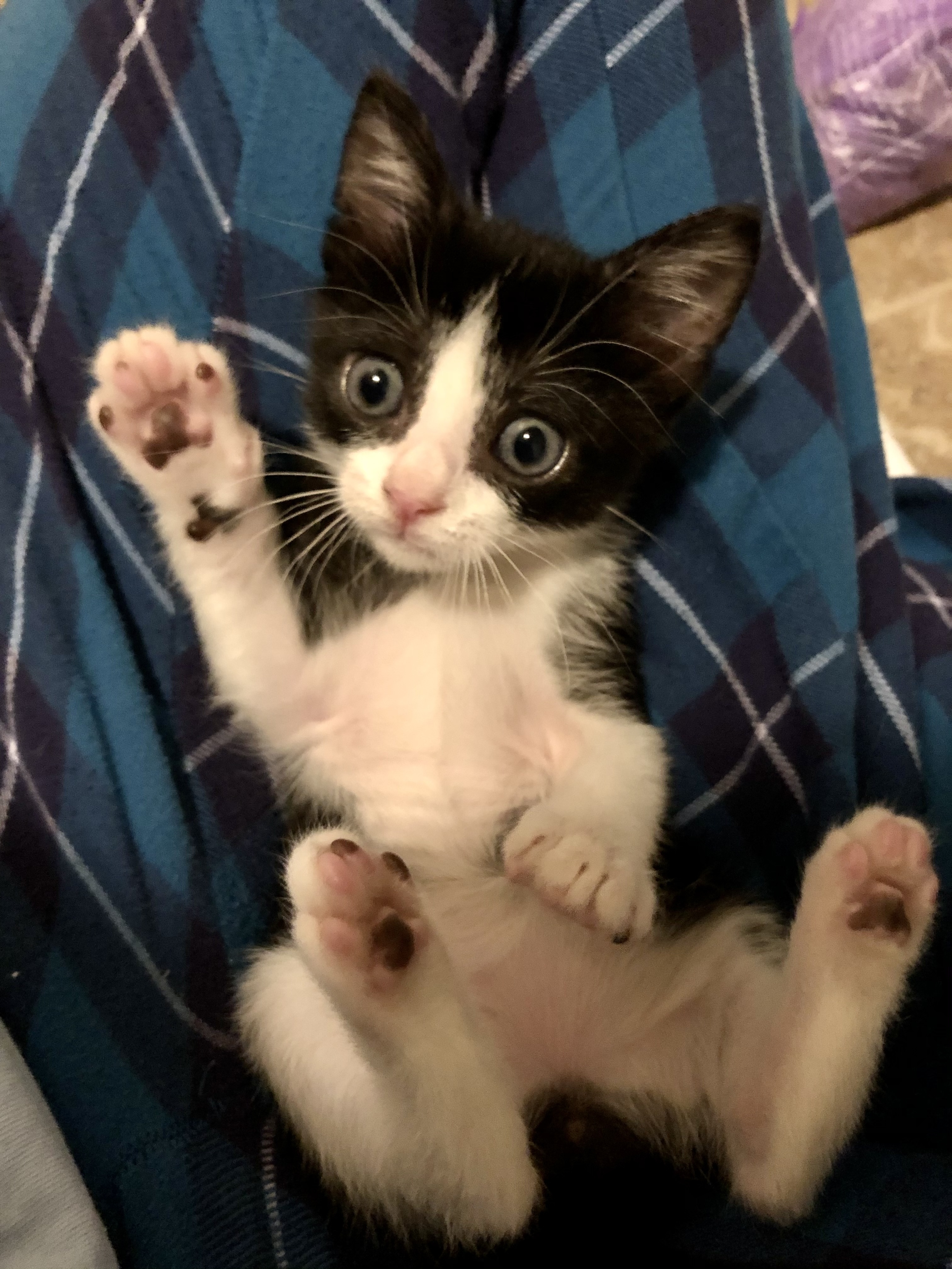 Ringo, an adoptable Domestic Short Hair in Fort Worth, TX, 76121 | Photo Image 6