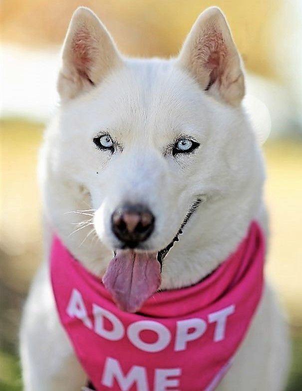 GoGo, an adoptable Siberian Husky in Albuquerque, NM, 87114 | Photo Image 1
