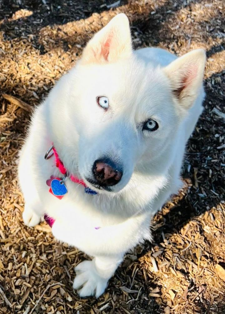 Dog for adoption - Gucci Puppy, a Husky in Hastings, NE