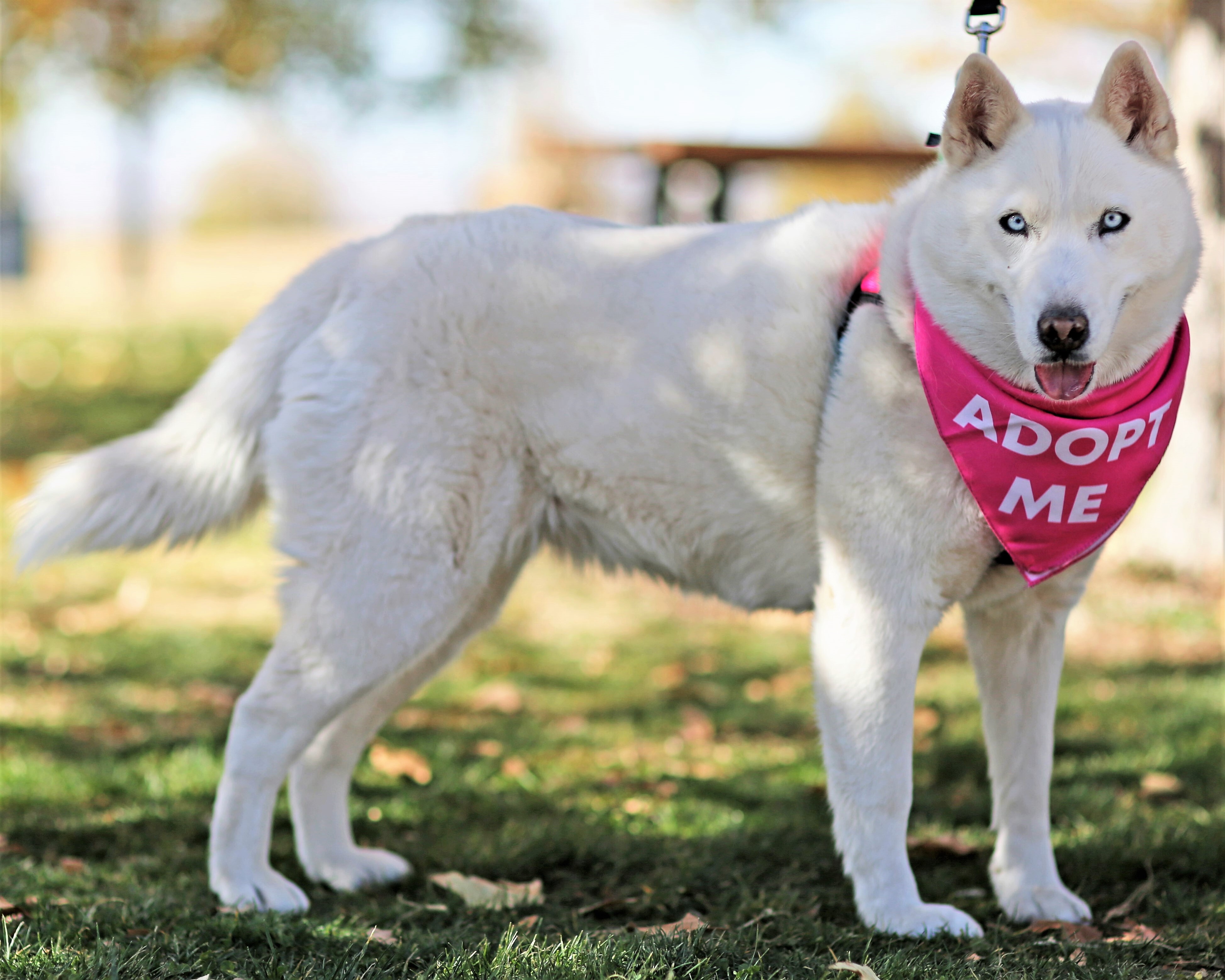 GoGo, an adoptable Siberian Husky in Albuquerque, NM, 87114 | Photo Image 3