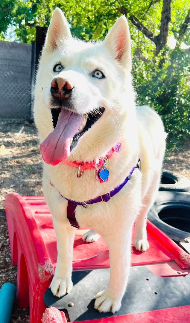 GoGo, an adoptable Siberian Husky in Albuquerque, NM, 87114 | Photo Image 4