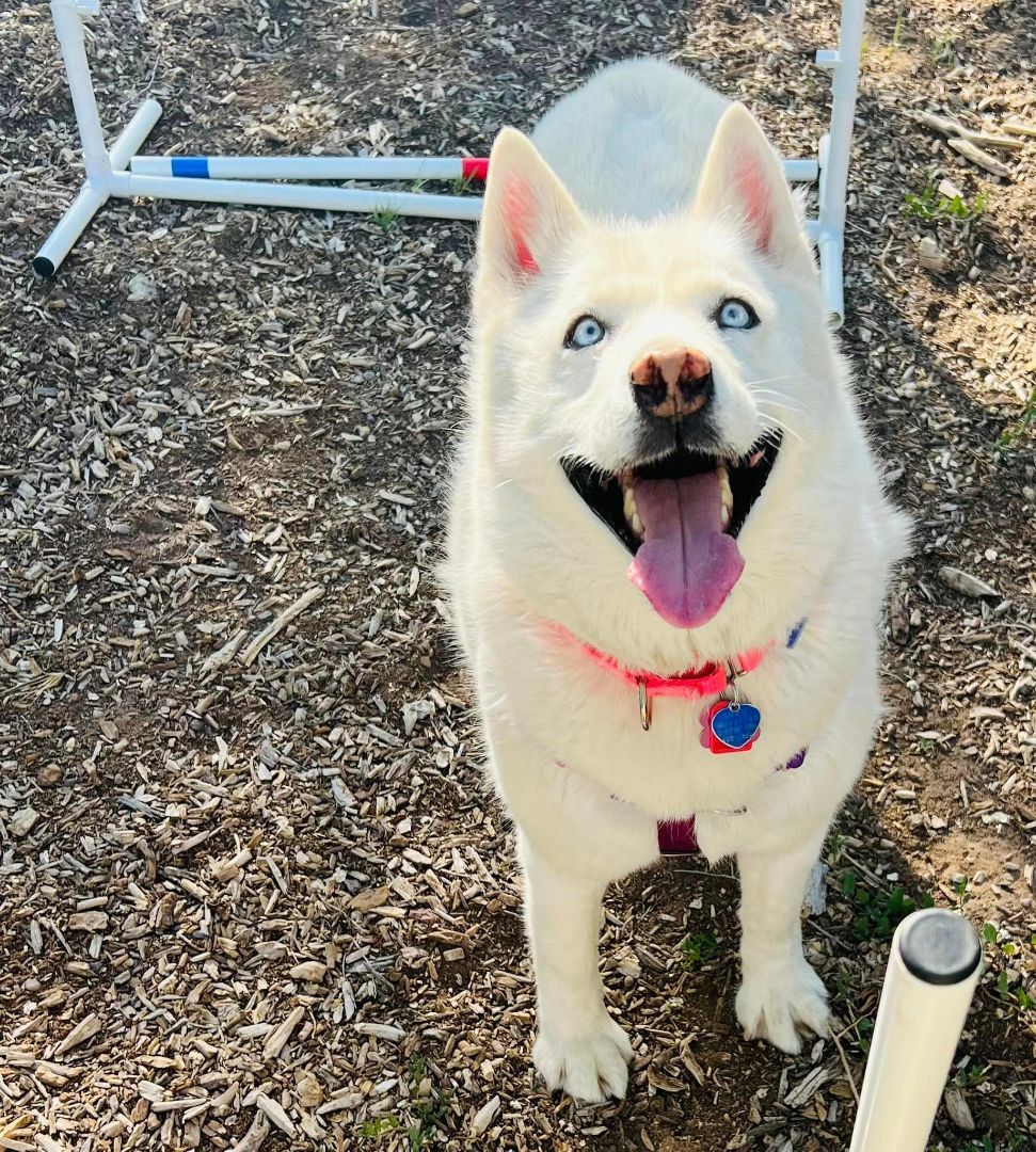 GoGo, an adoptable Siberian Husky in Albuquerque, NM, 87114 | Photo Image 5