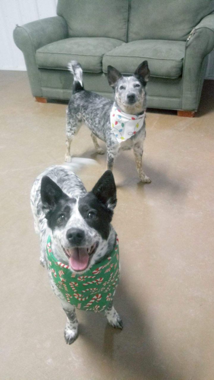 Darla, an adopted Australian Cattle Dog / Blue Heeler in South Charleston, OH_image-1