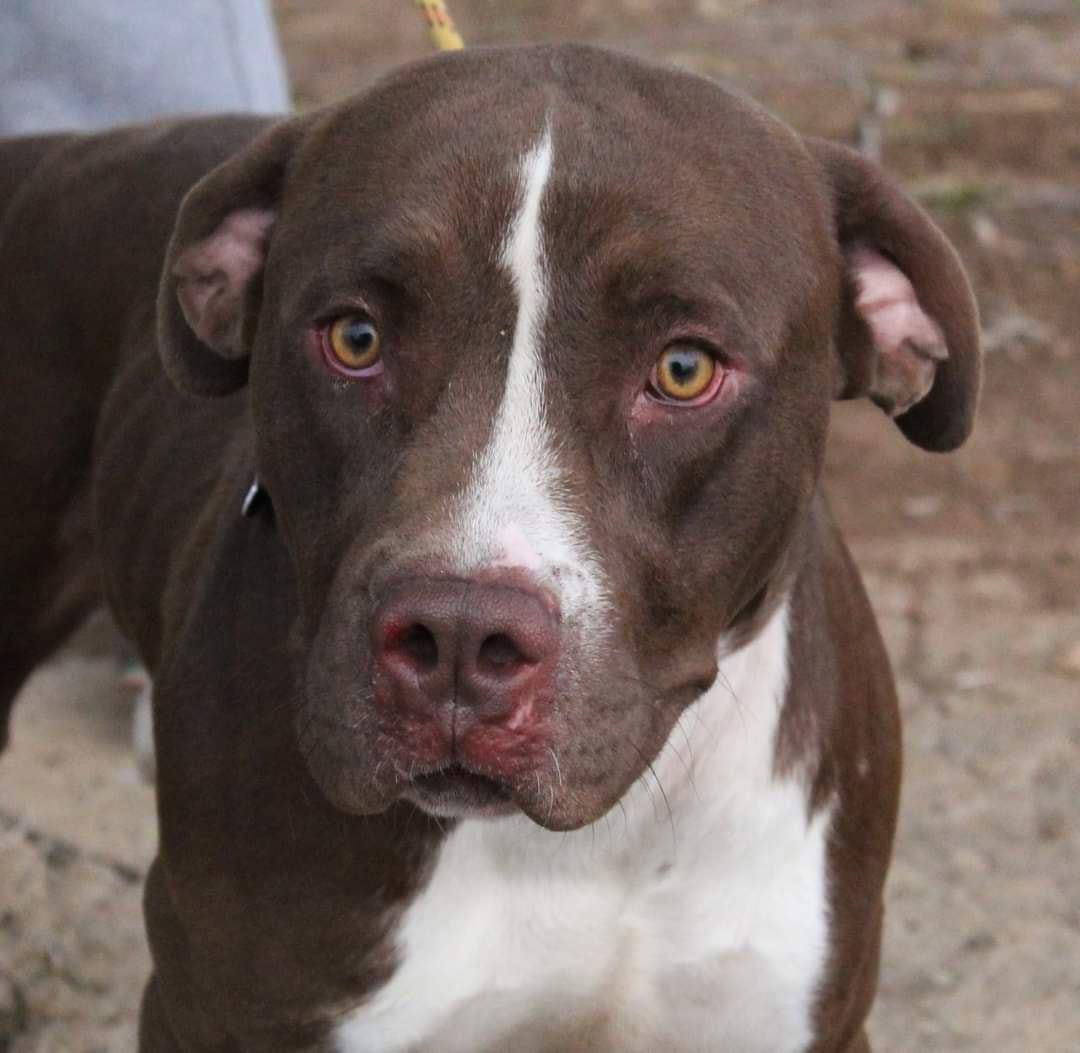 Rusty, an adoptable Pit Bull Terrier, Chocolate Labrador Retriever in Yoder, CO, 80864 | Photo Image 2