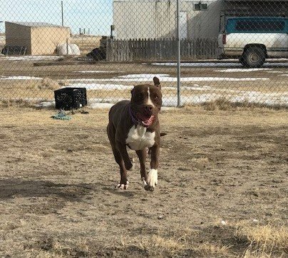 Rusty, an adoptable Pit Bull Terrier, Chocolate Labrador Retriever in Yoder, CO, 80864 | Photo Image 3