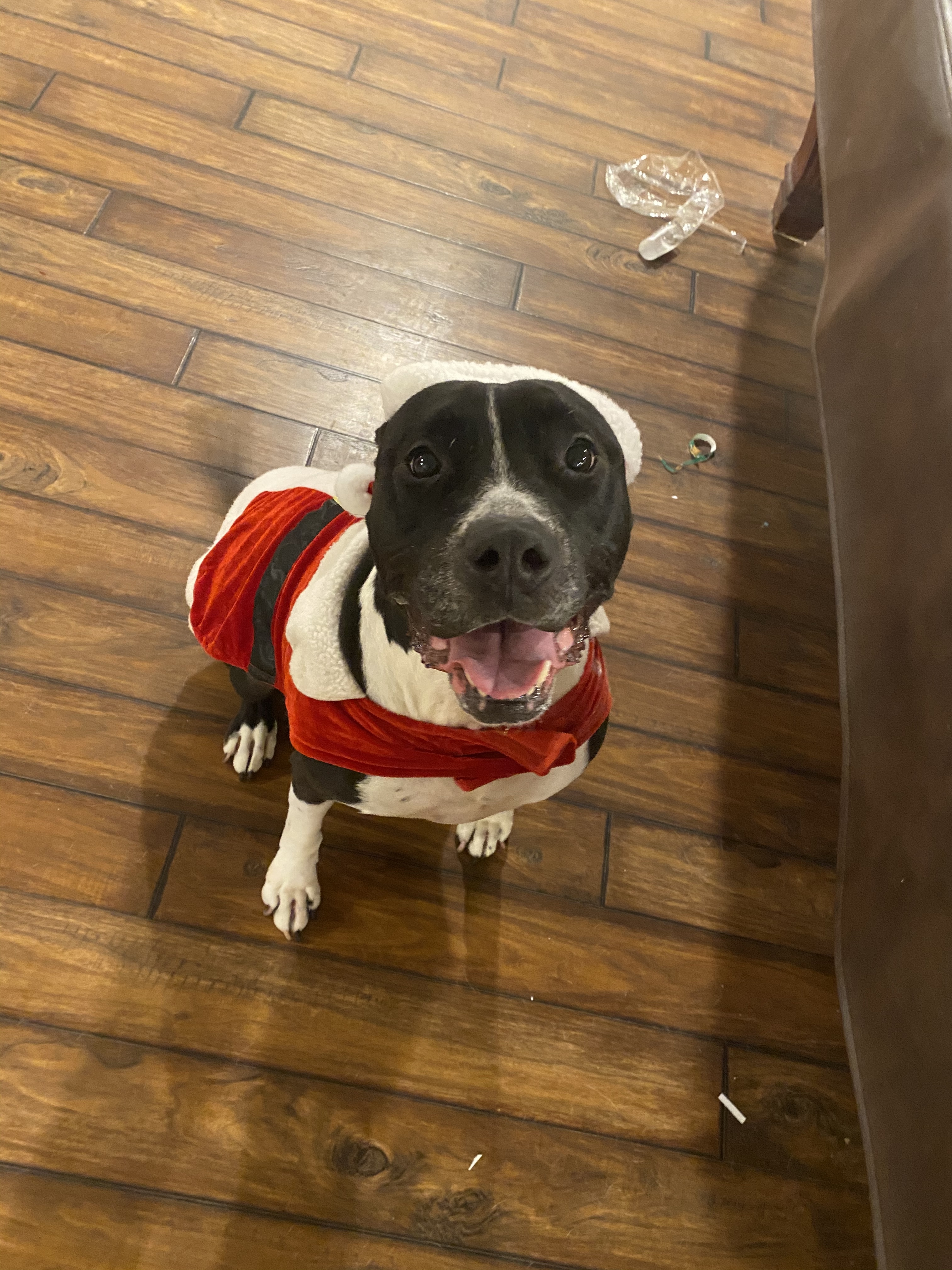 Palen, an adoptable Pit Bull Terrier in Manhattan, IL, 60442 | Photo Image 4