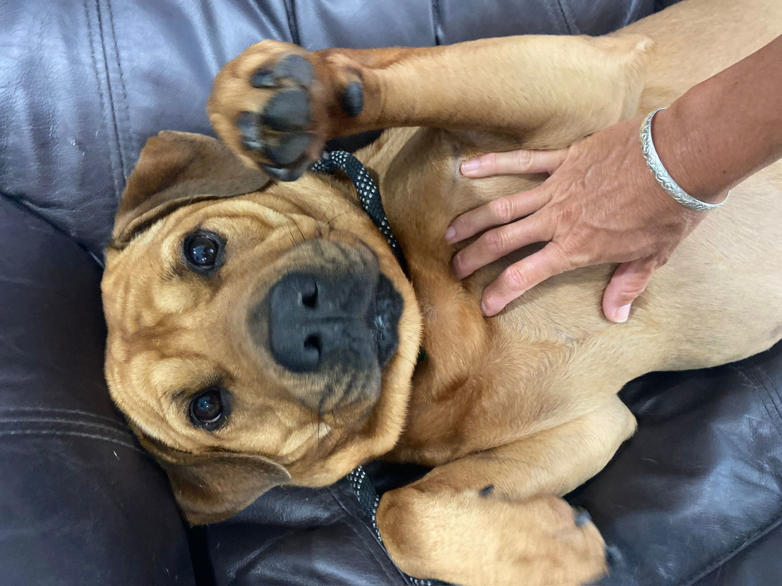 Chester, an adoptable Labrador Retriever, Shar-Pei in Pompano Beach, FL, 33062 | Photo Image 1