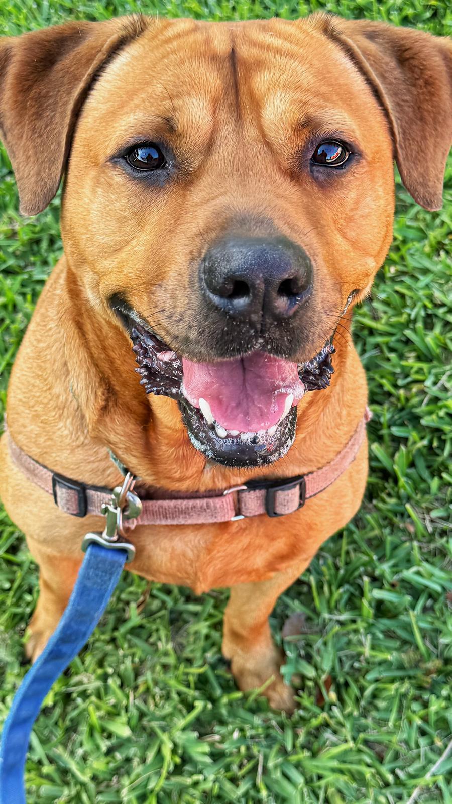 Chester, an adoptable Labrador Retriever, Shar-Pei in Pompano Beach, FL, 33062 | Photo Image 1