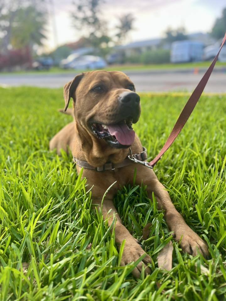 Chester, an adoptable Labrador Retriever, Shar-Pei in Pompano Beach, FL, 33062 | Photo Image 1