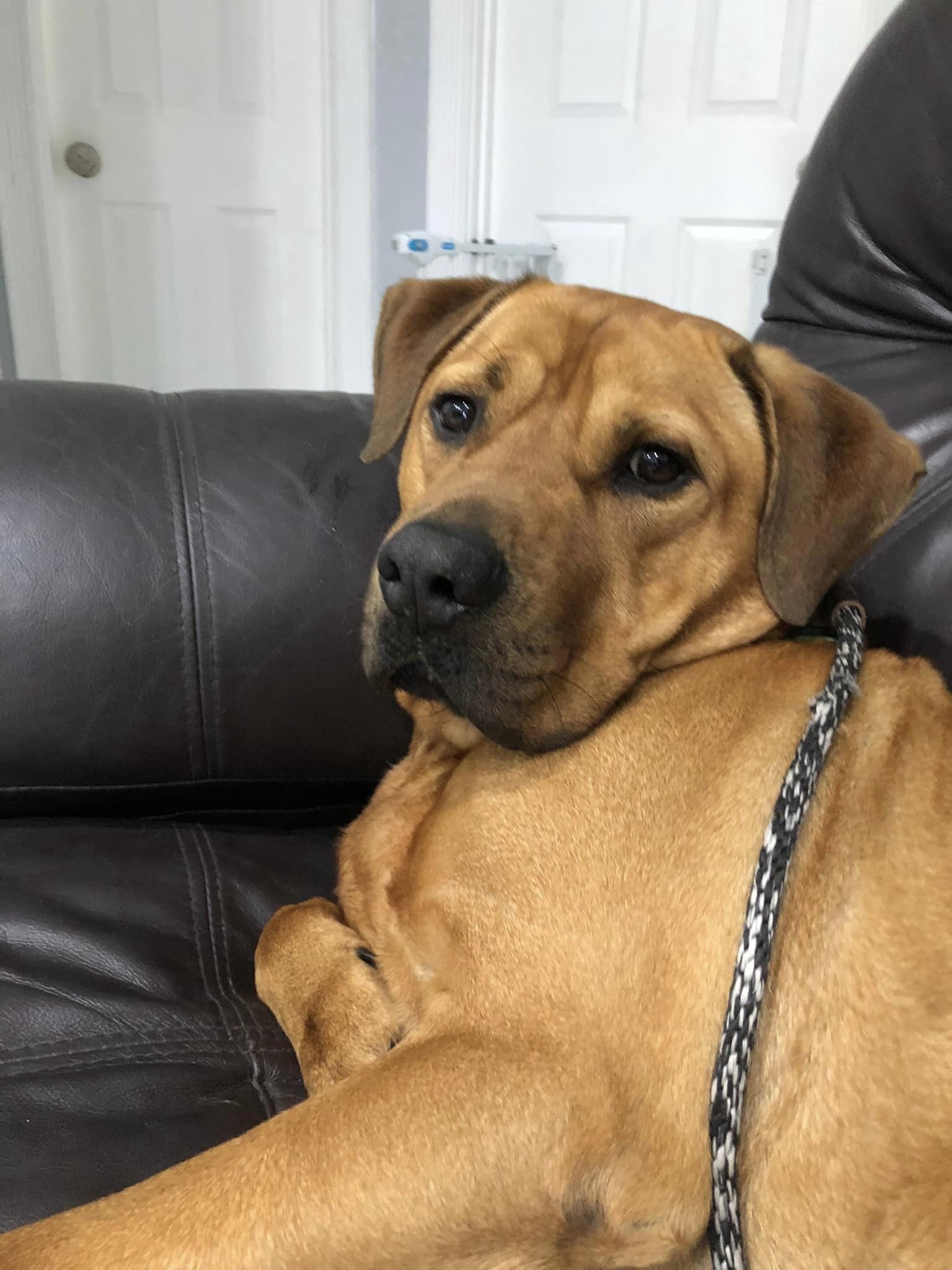 Chester, an adoptable Labrador Retriever, Shar-Pei in Pompano Beach, FL, 33062 | Photo Image 2