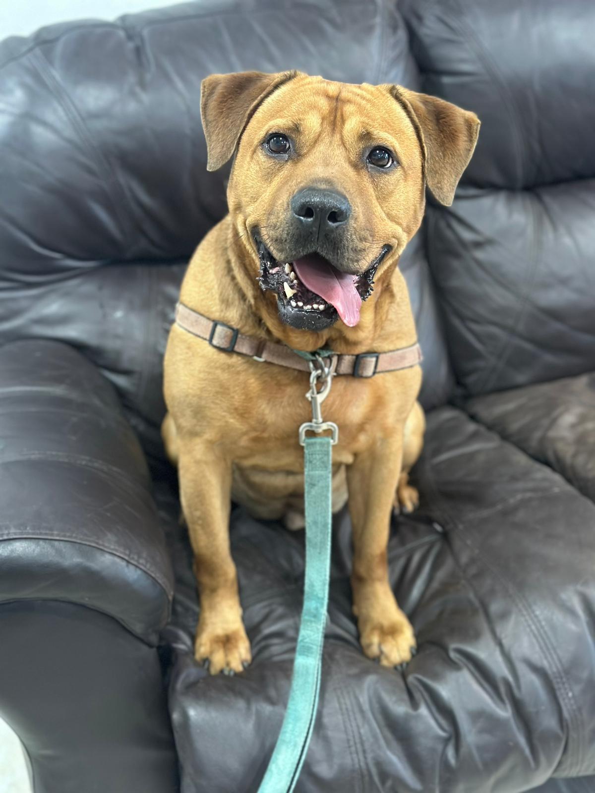 Chester, an adoptable Labrador Retriever, Shar-Pei in Pompano Beach, FL, 33062 | Photo Image 2