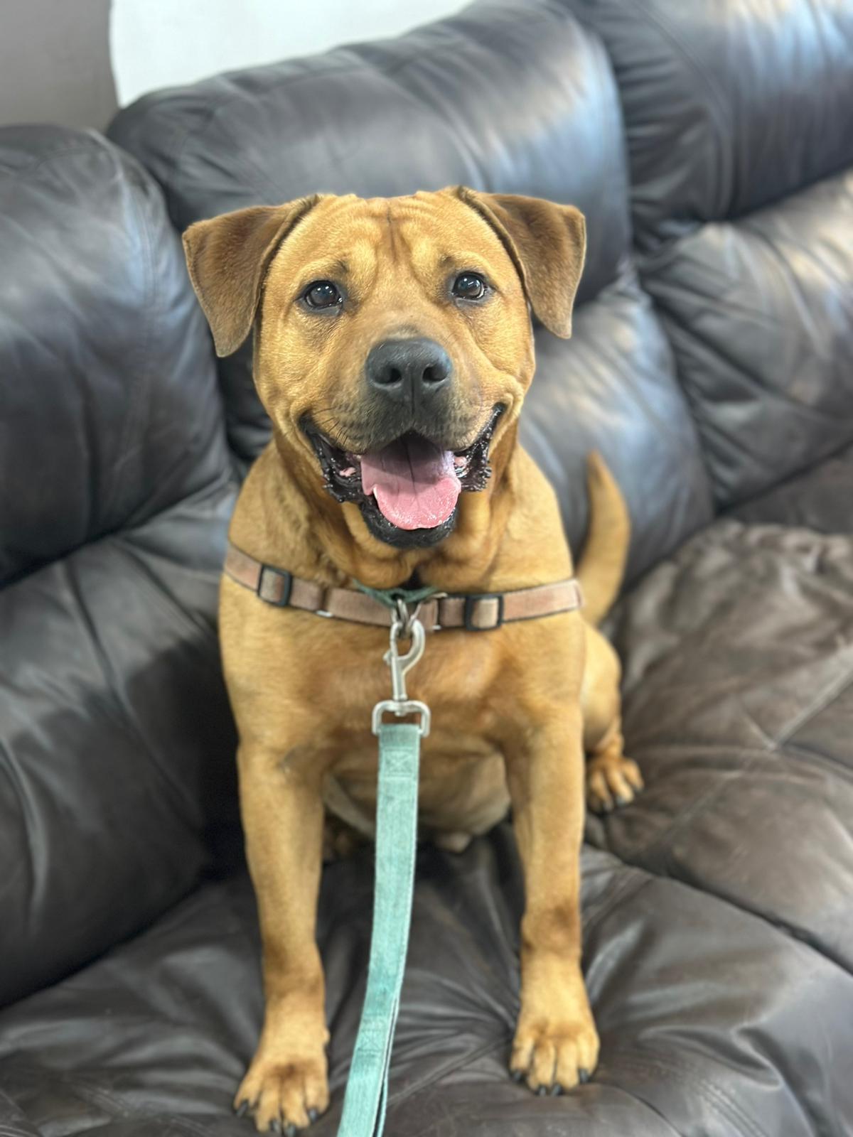 Chester, an adoptable Labrador Retriever, Shar-Pei in Pompano Beach, FL, 33062 | Photo Image 2