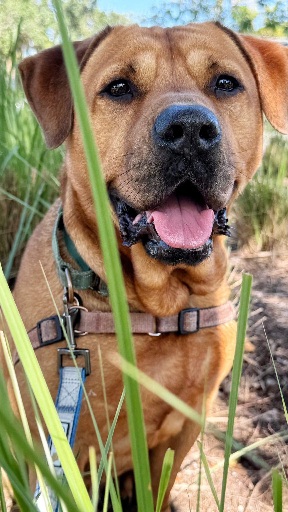 Chester, an adoptable Labrador Retriever, Shar-Pei in Pompano Beach, FL, 33062 | Photo Image 2