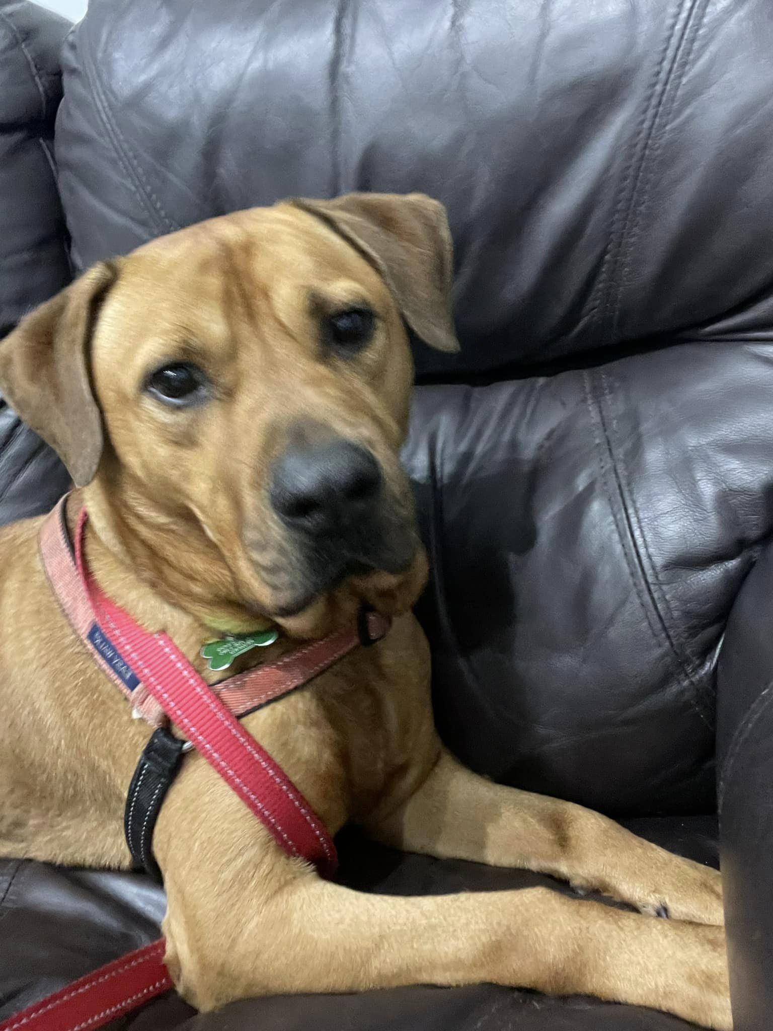 Chester, an adoptable Labrador Retriever, Shar-Pei in Pompano Beach, FL, 33062 | Photo Image 3