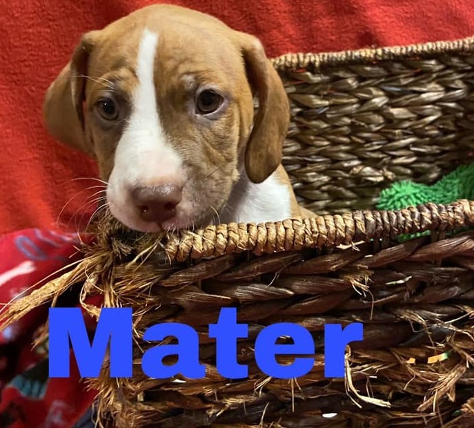Mater 1