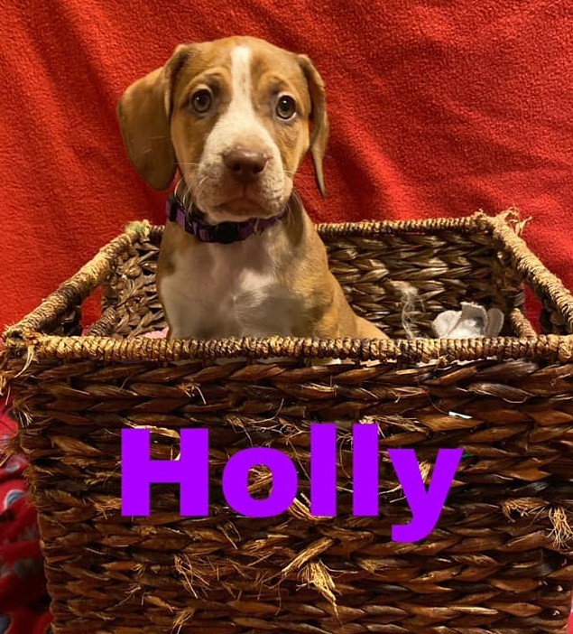 Holly 1