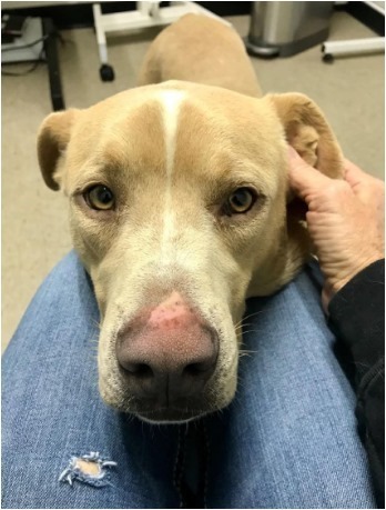 Simba (aka Chet), an adoptable Retriever in Dallas, TX, 75248 | Photo Image 5