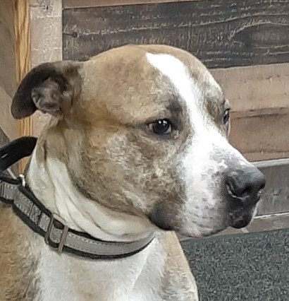 Bowser, an adoptable Pit Bull Terrier in Olean, NY, 14760 | Photo Image 1