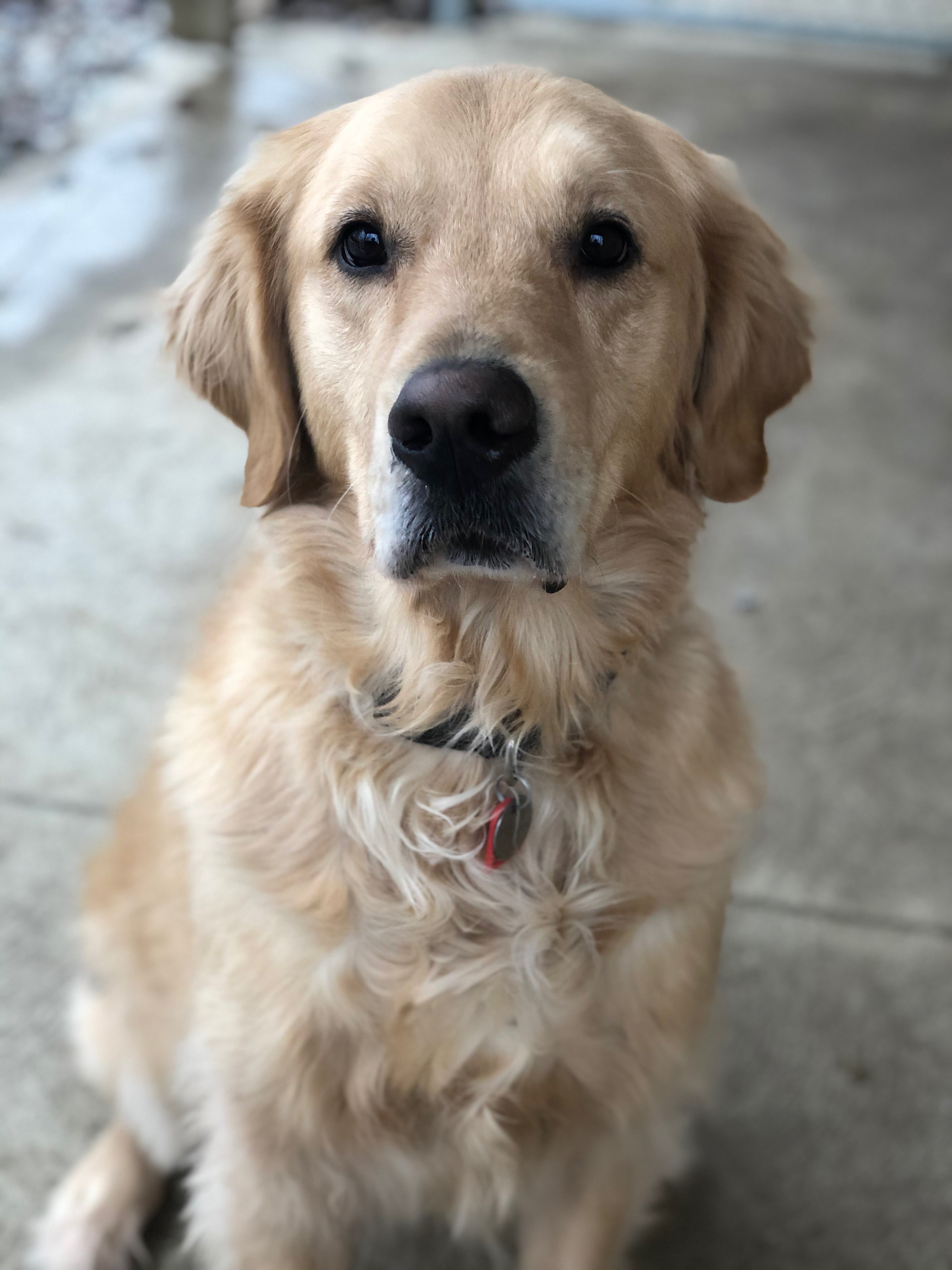 Female 6 year old Golden Retriever looking for home with no pets or ...