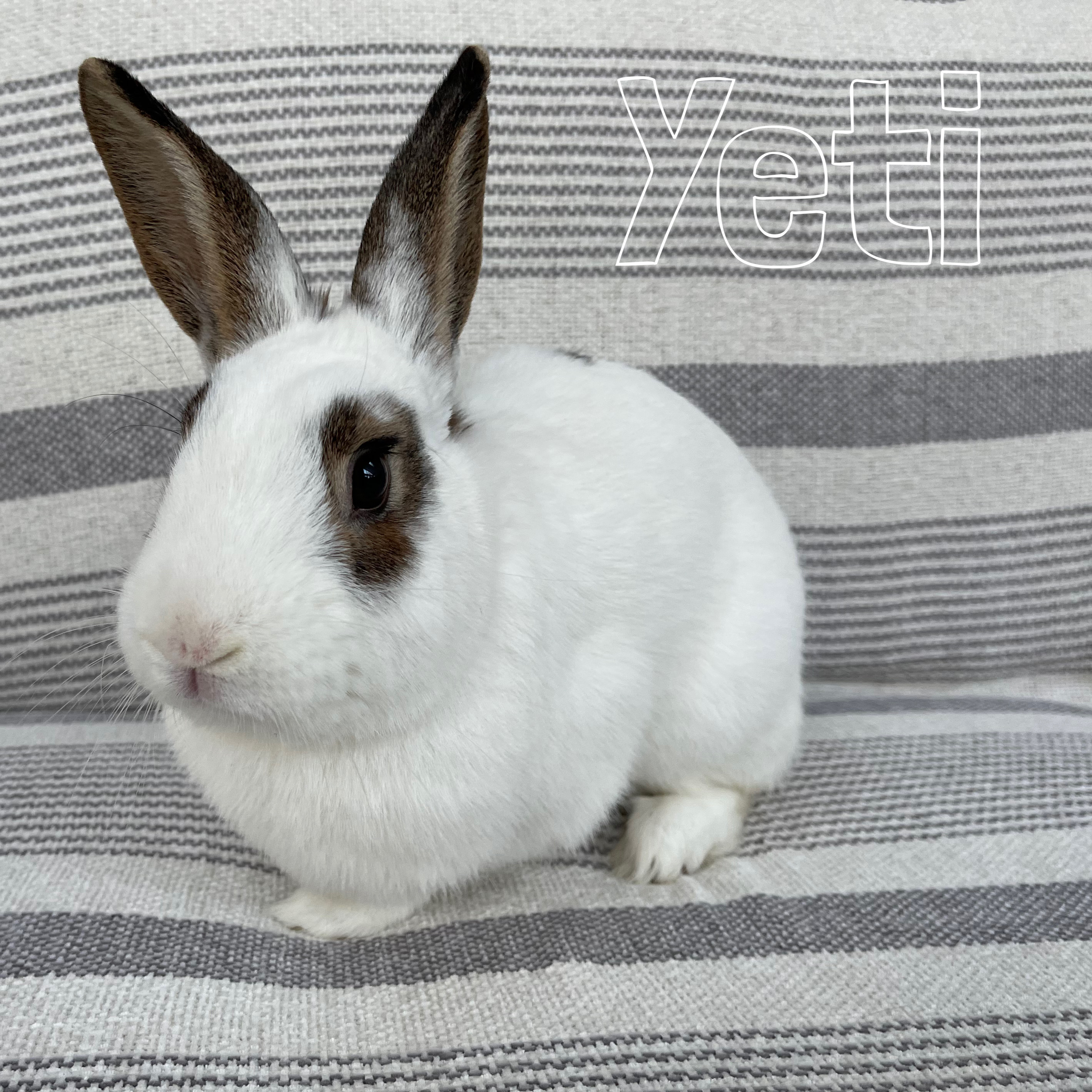 Rabbit for adoption Yeti, a Hotot & English Spot Mix in Waldwick, NJ
