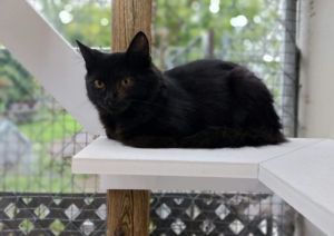 Cat For Adoption Chats De Grange Barn Cats Cr Sc A Domestic Short Hair In Sainte Angele De Monnoir Qc Petfinder