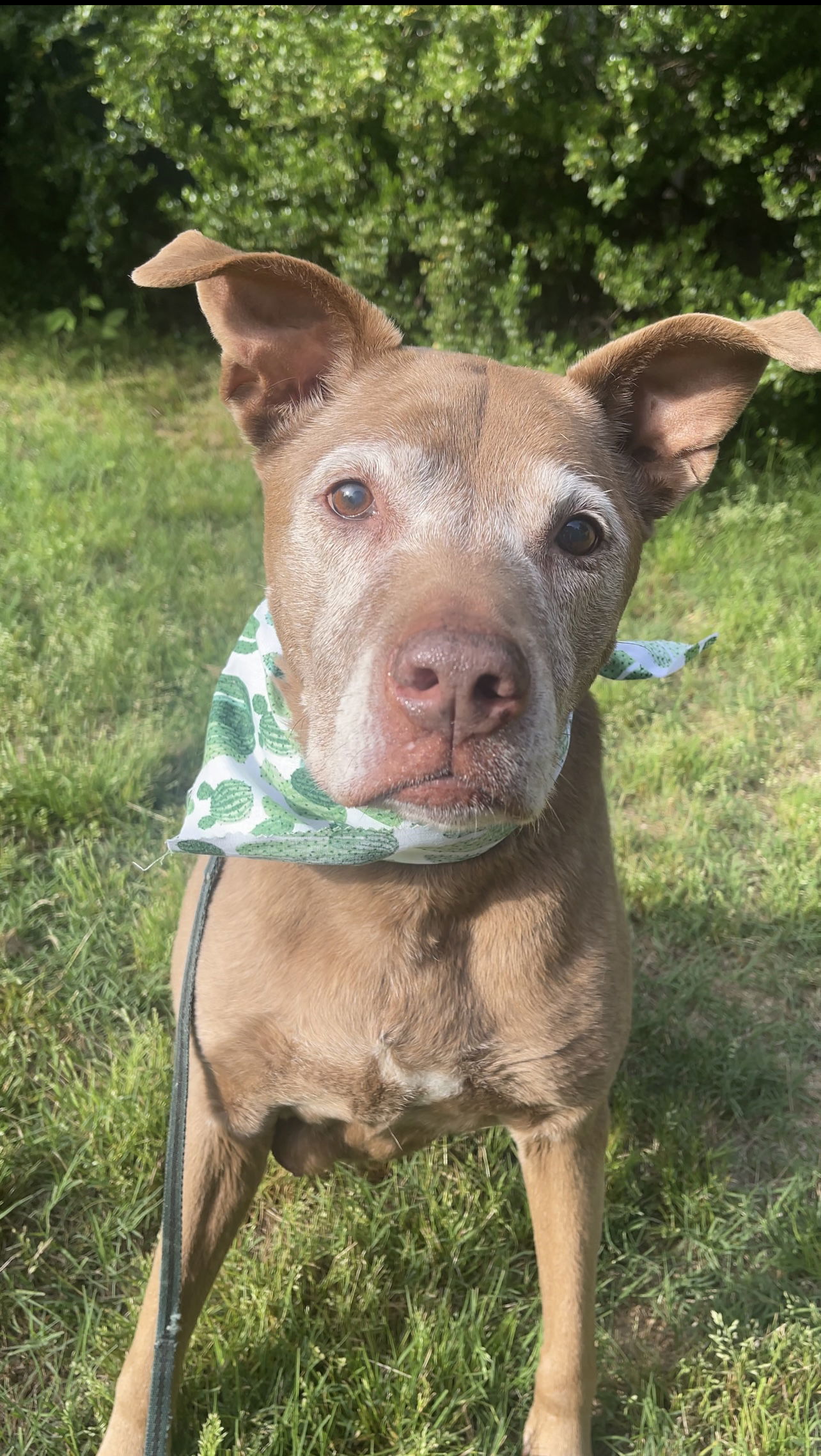 BEGGING FOR BELLA!!, an adoptable Chocolate Labrador Retriever in Acworth, GA, 30101 | Photo Image 4