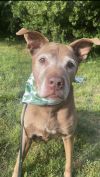 BEGGING FOR BELLA!! photo 4
