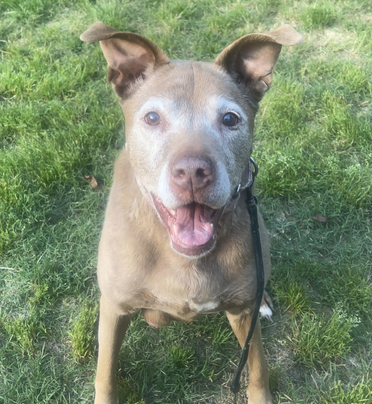 Bella, an adoptable Chocolate Labrador Retriever in Acworth, GA, 30101 | Photo Image 2