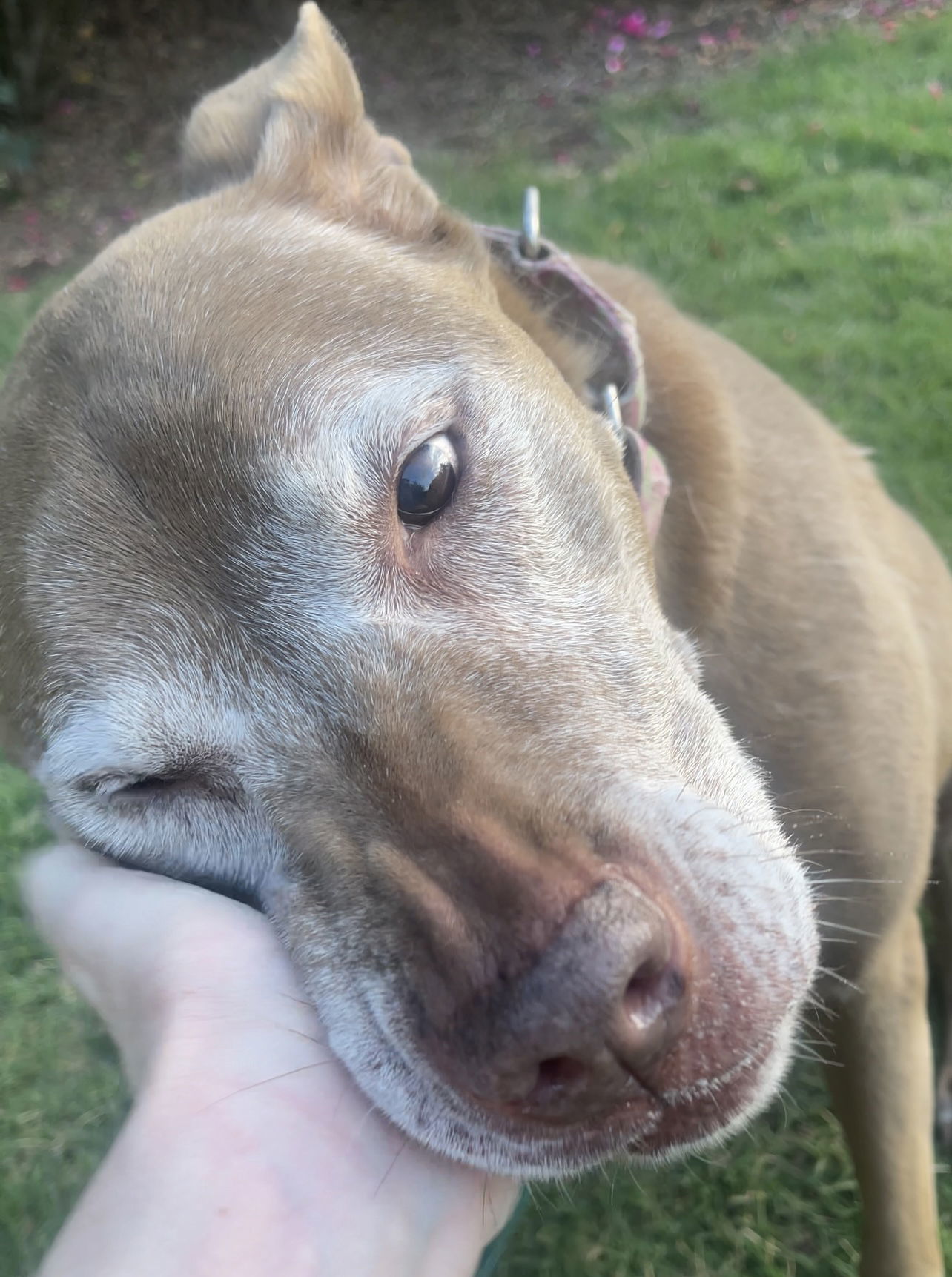 BEGGING FOR BELLA!!, an adoptable Chocolate Labrador Retriever in Acworth, GA, 30101 | Photo Image 6