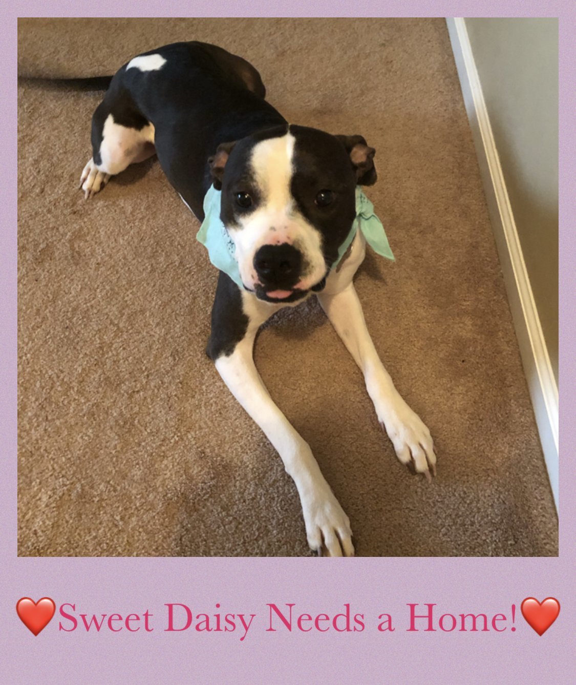 Daisy, an adoptable American Staffordshire Terrier, Boxer in Acworth, GA, 30101 | Photo Image 3