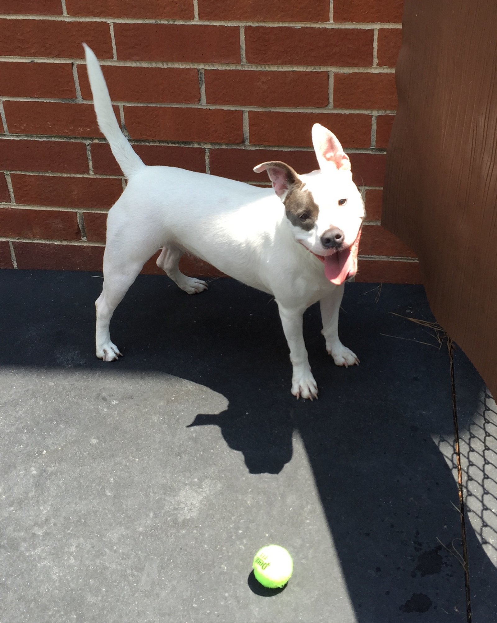 Addie, an adoptable American Bulldog, Pit Bull Terrier in Acworth, GA, 30101 | Photo Image 1
