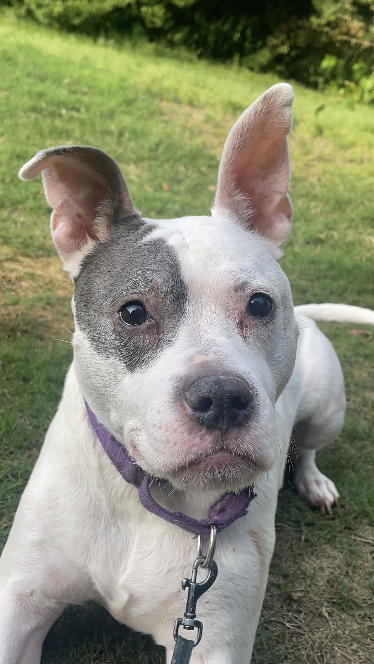 Adorable Addie, an adoptable American Bulldog in Acworth, GA, 30101 | Photo Image 3