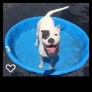 Addie, an adoptable American Bulldog, Pit Bull Terrier in Acworth, GA, 30101 | Photo Image 2