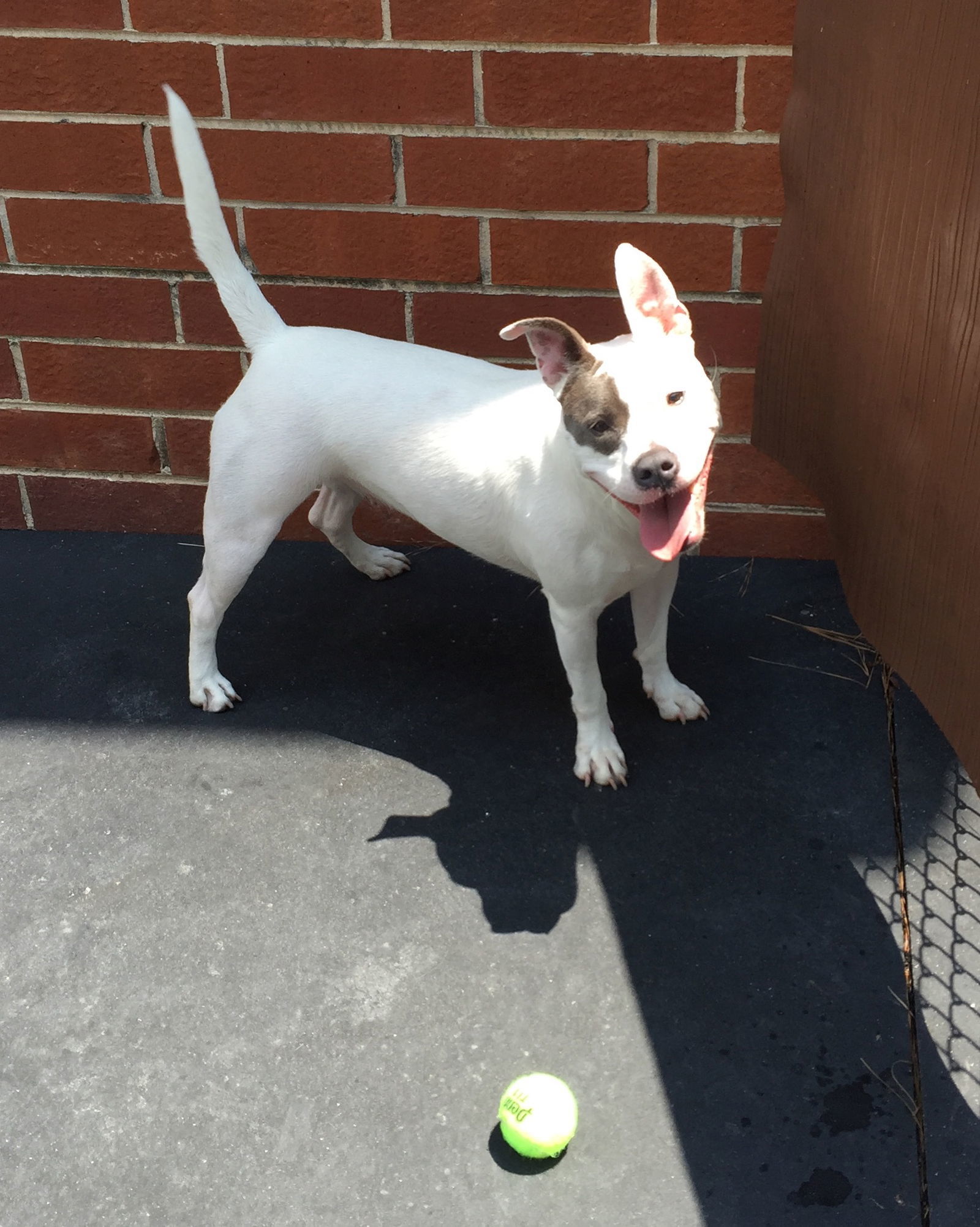 Adorable Addie, an adoptable American Bulldog in Acworth, GA, 30101 | Photo Image 4