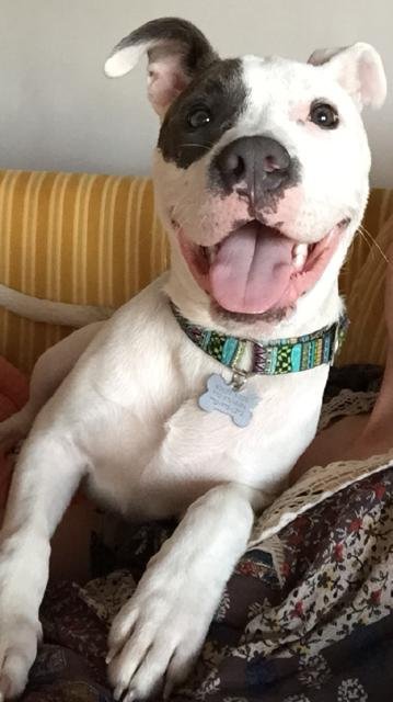 Addie, an adoptable American Bulldog, Pit Bull Terrier in Acworth, GA, 30101 | Photo Image 3