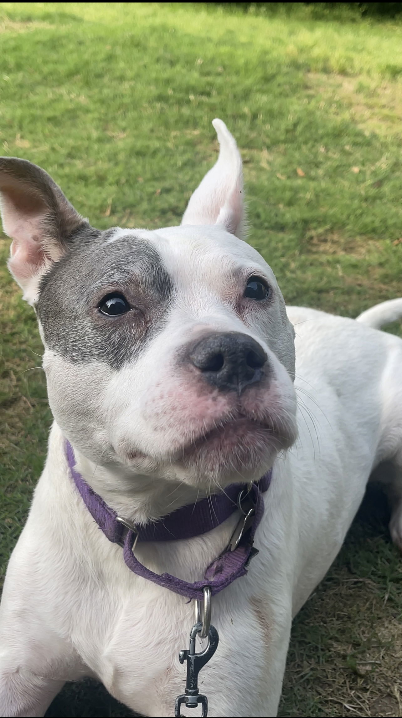 Adorable Addie, an adoptable American Bulldog in Acworth, GA, 30101 | Photo Image 5