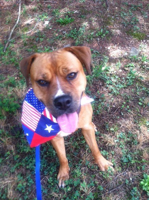 Goldie, an adoptable Boxer, American Bulldog in Acworth, GA, 30101 | Photo Image 1