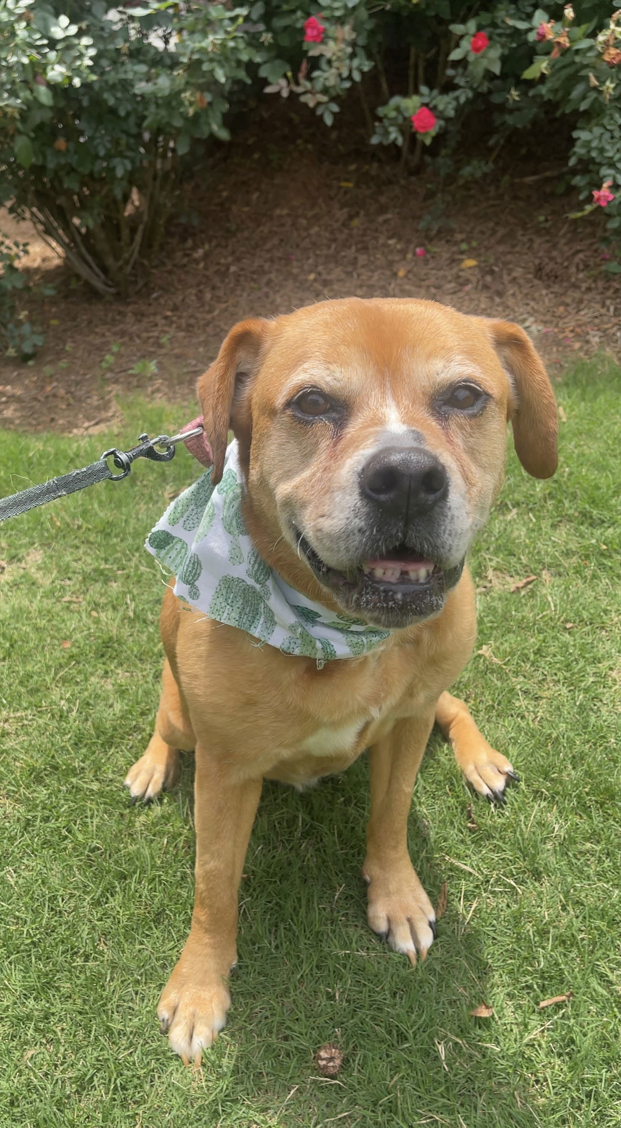 Goldie Girl, an adoptable Boxer in Acworth, GA, 30101 | Photo Image 2