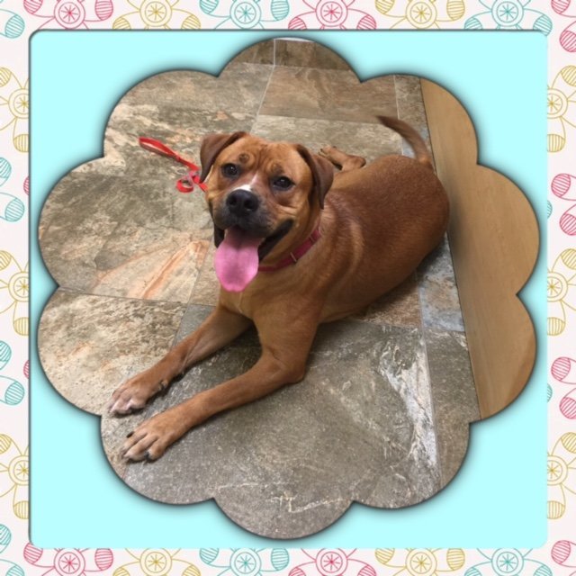 Goldie, an adoptable Boxer, American Bulldog in Acworth, GA, 30101 | Photo Image 2