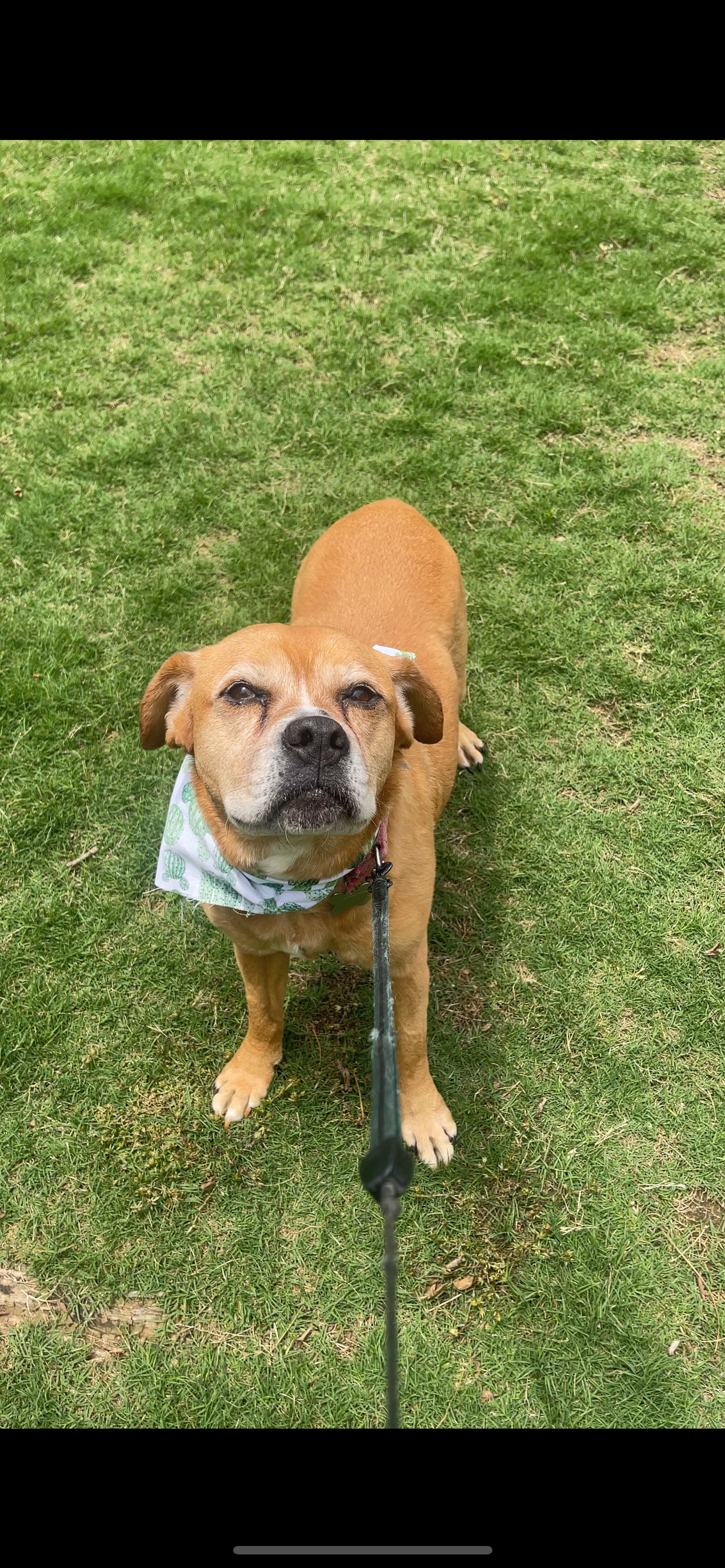 Goldie Girl, an adoptable Boxer in Acworth, GA, 30101 | Photo Image 3