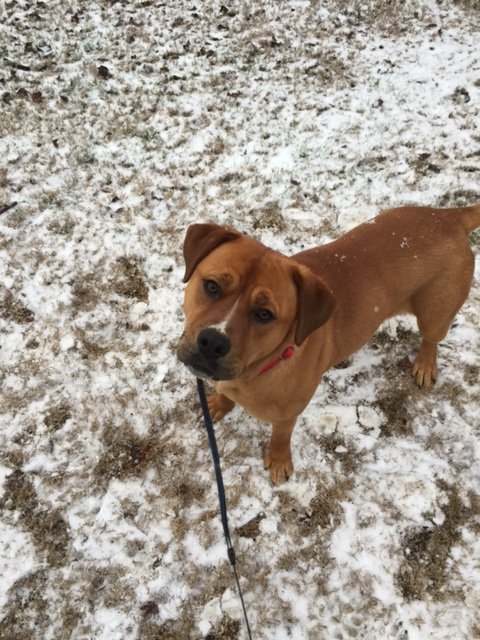 Goldie, an adoptable Boxer, American Bulldog in Acworth, GA, 30101 | Photo Image 3