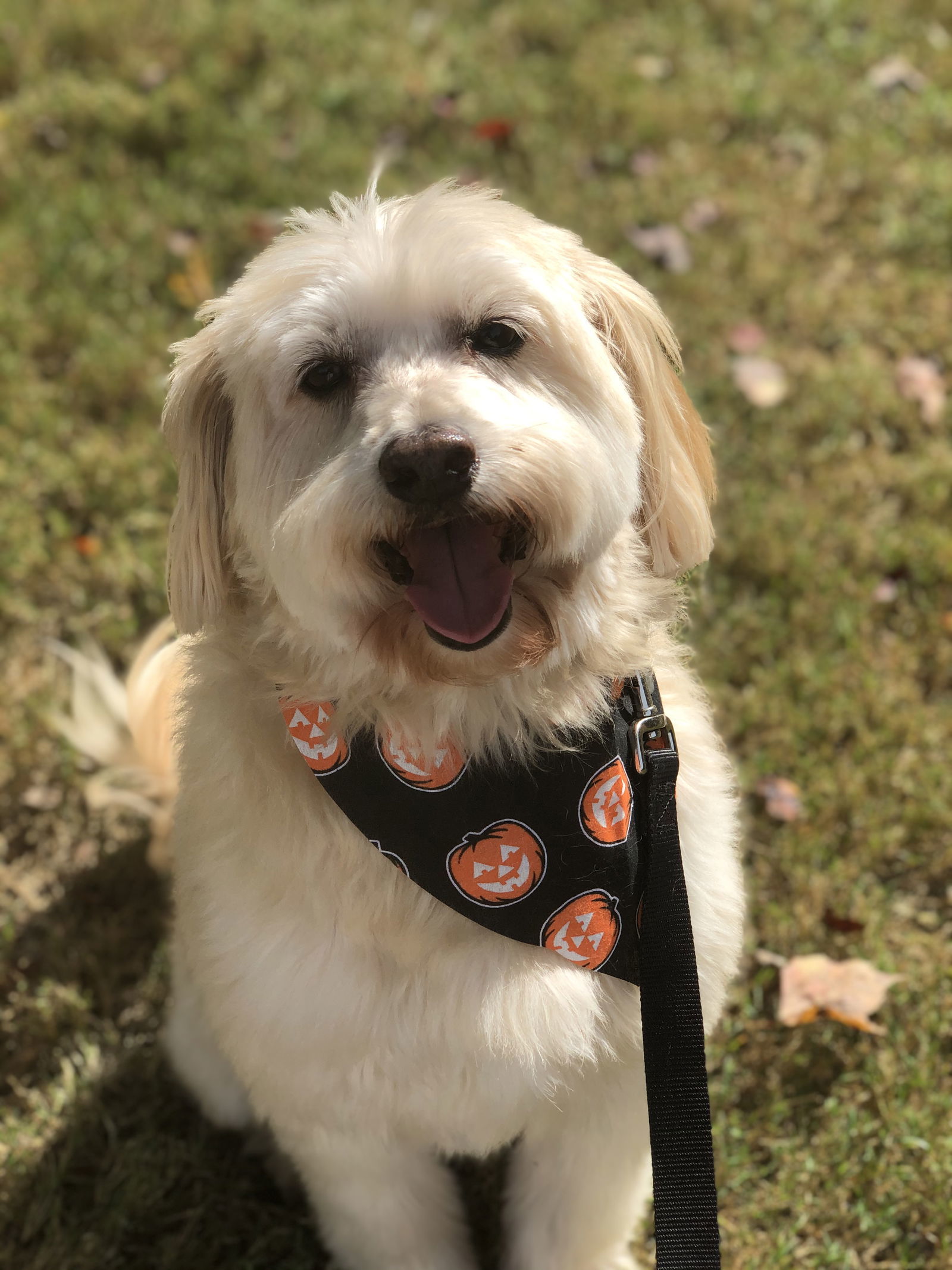 Tyler, an adoptable Wheaten Terrier, Standard Poodle in Acworth, GA, 30101 | Photo Image 1