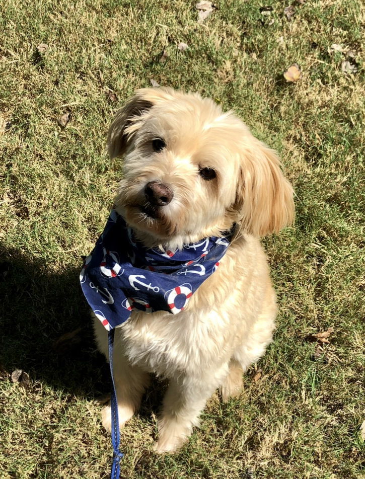 Tyler, an adoptable Wheaten Terrier, Standard Poodle in Acworth, GA, 30101 | Photo Image 2