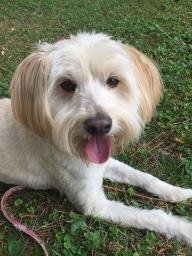 Tyler, an adoptable Wheaten Terrier, Standard Poodle in Acworth, GA, 30101 | Photo Image 3