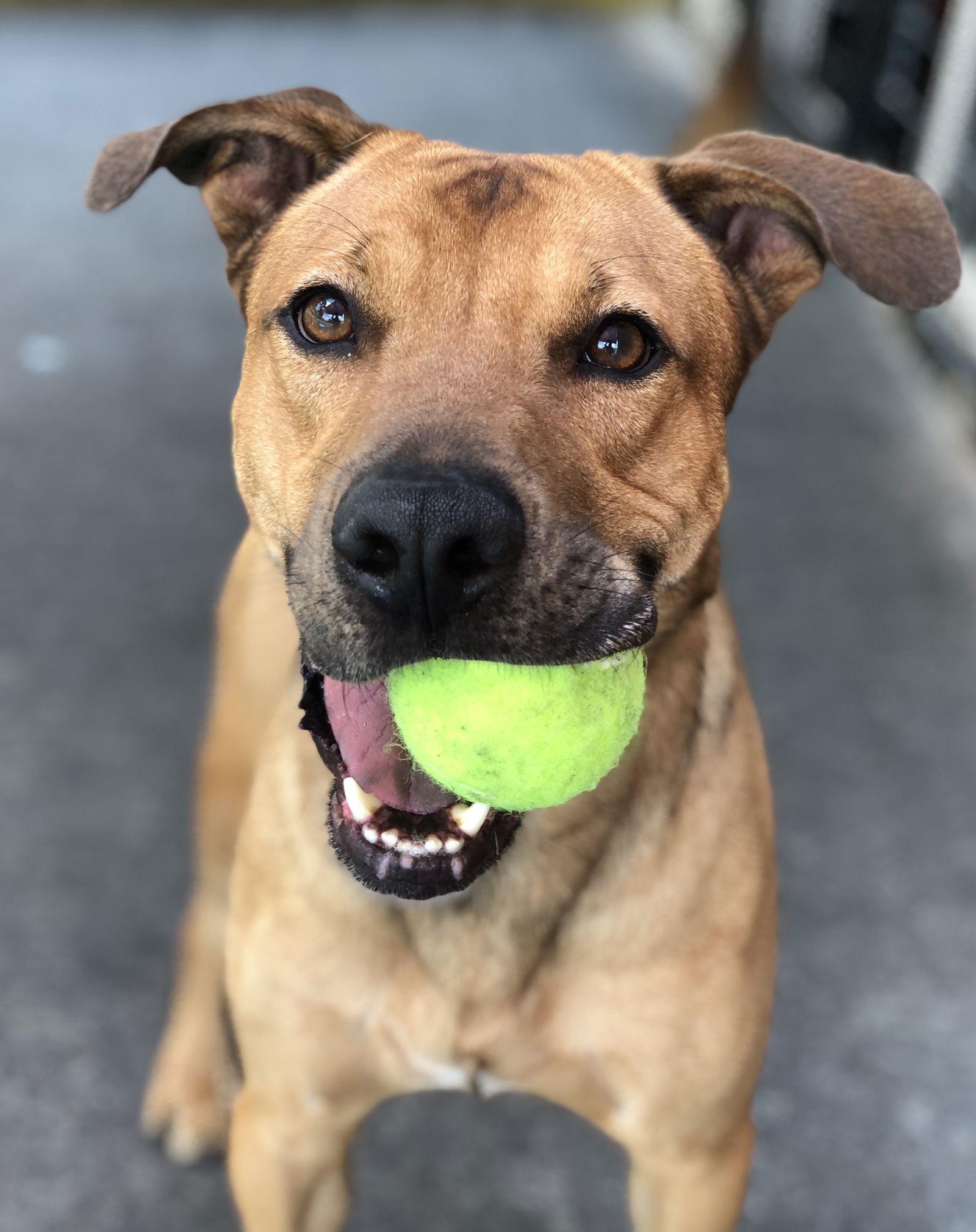 Cross, an adoptable Shepherd in Acworth, GA, 30101 | Photo Image 1