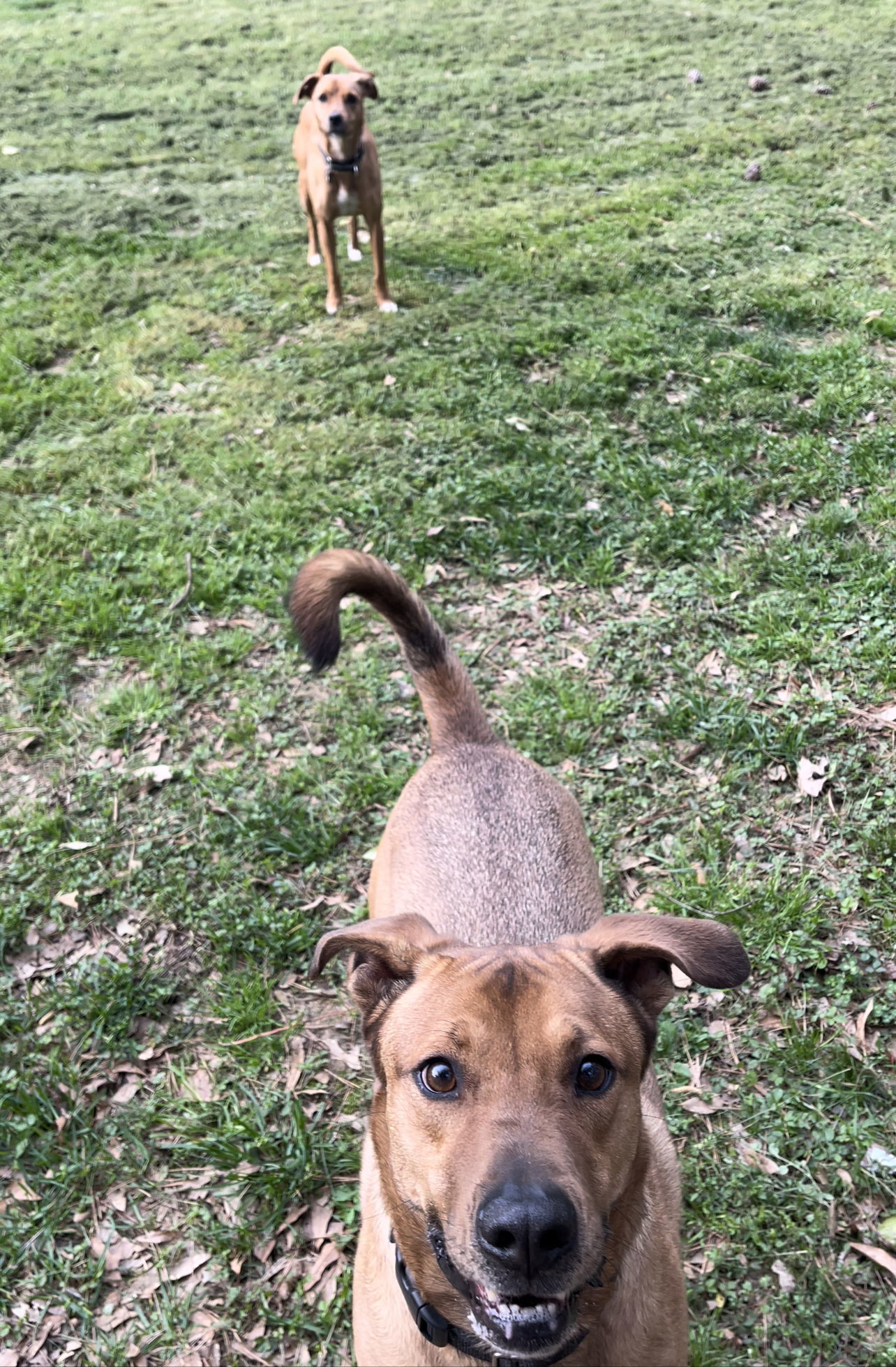 Cross, an adoptable Shepherd in Acworth, GA, 30101 | Photo Image 2