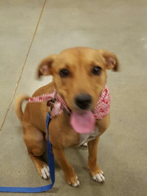 Ginger, an adoptable Labrador Retriever in Acworth, GA, 30101 | Photo Image 1